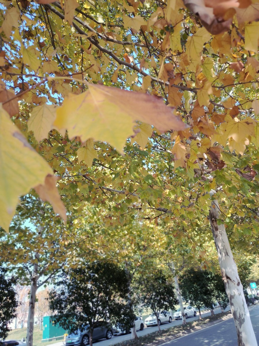 漫步星城 走街串巷（585）东湖公园的冬天