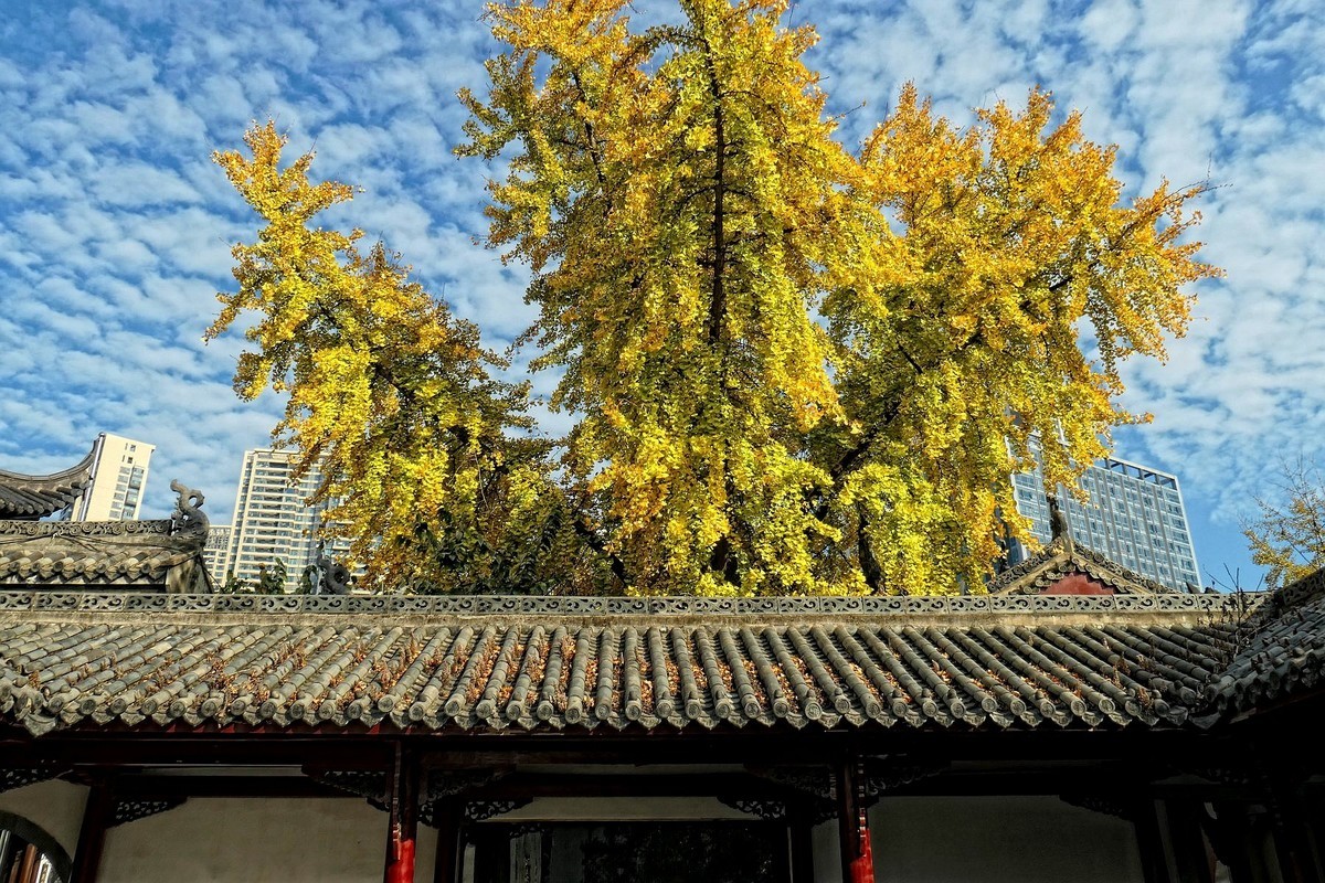 归元寺风光与银杏一