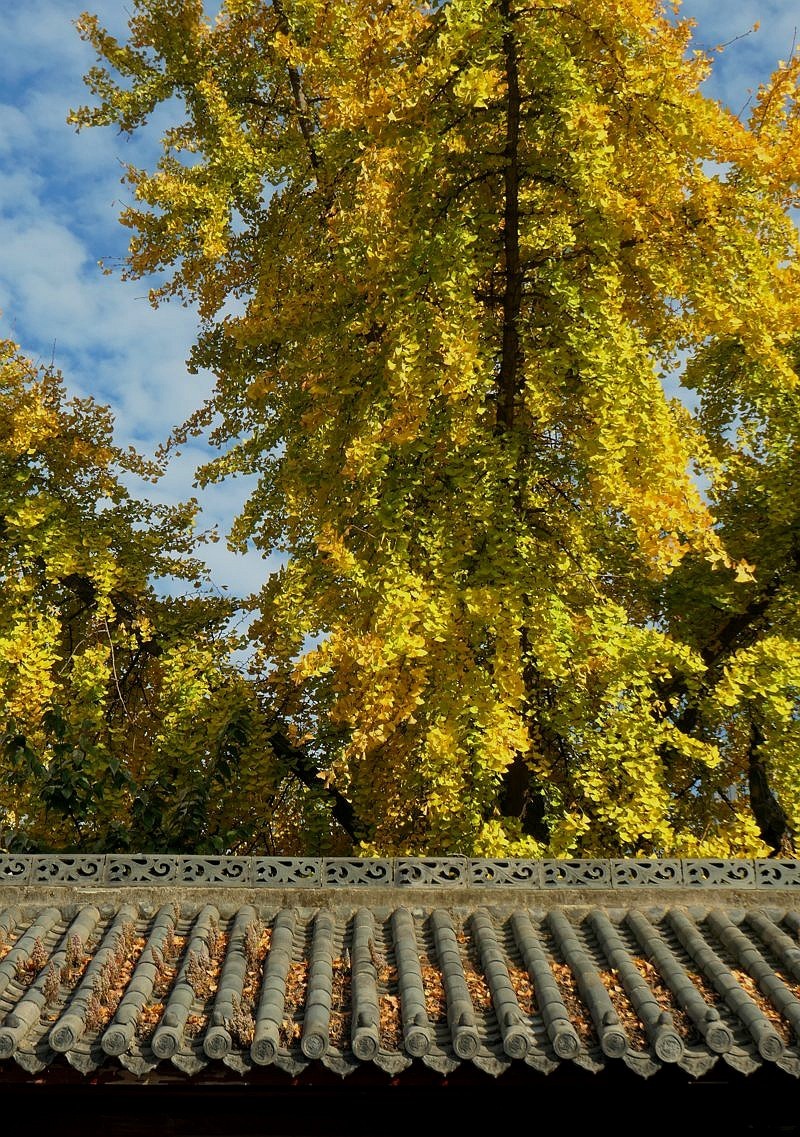 归元寺风光与银杏一