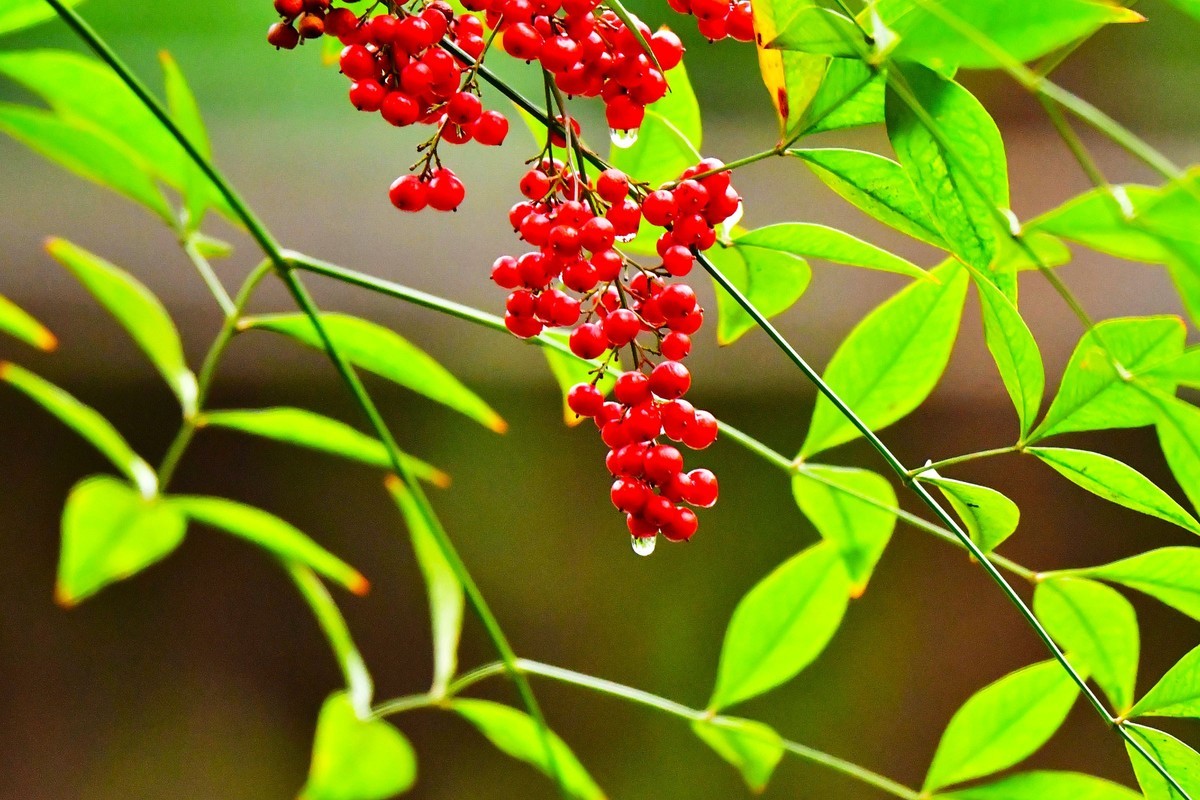 红天南竹果与绿叶