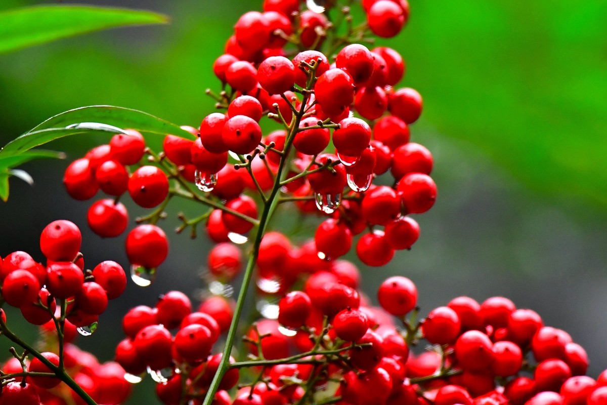 红天南竹果与绿叶