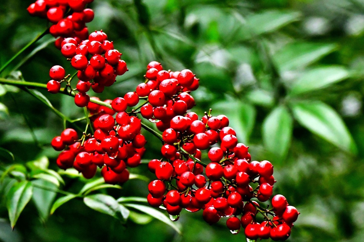 红天南竹果与绿叶