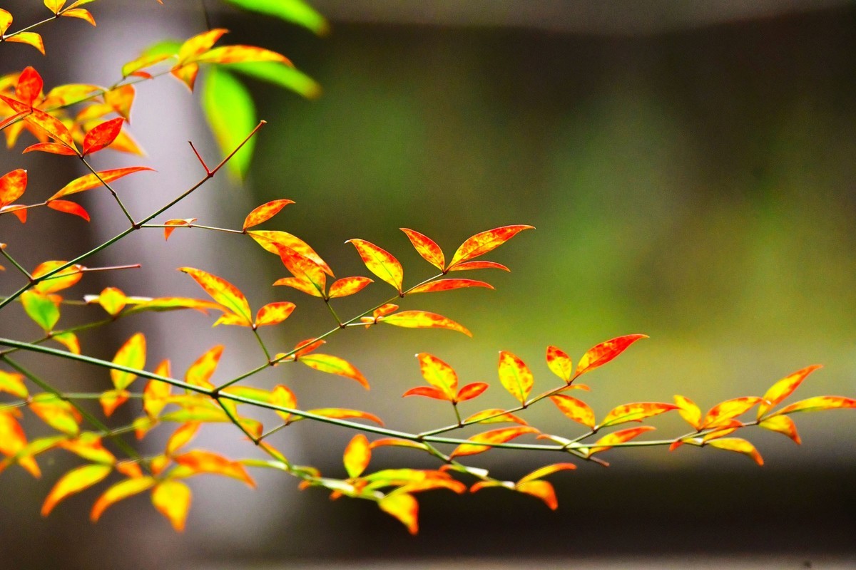 红天南竹果与绿叶