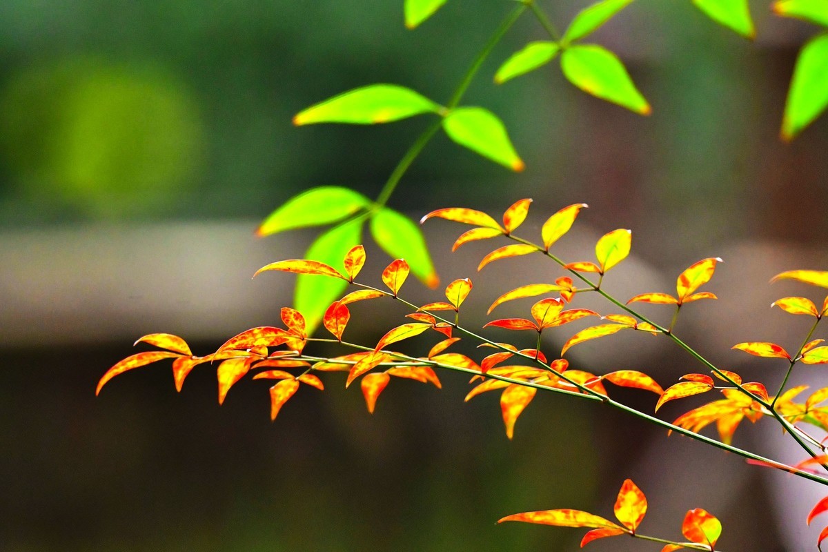 红天南竹果与绿叶