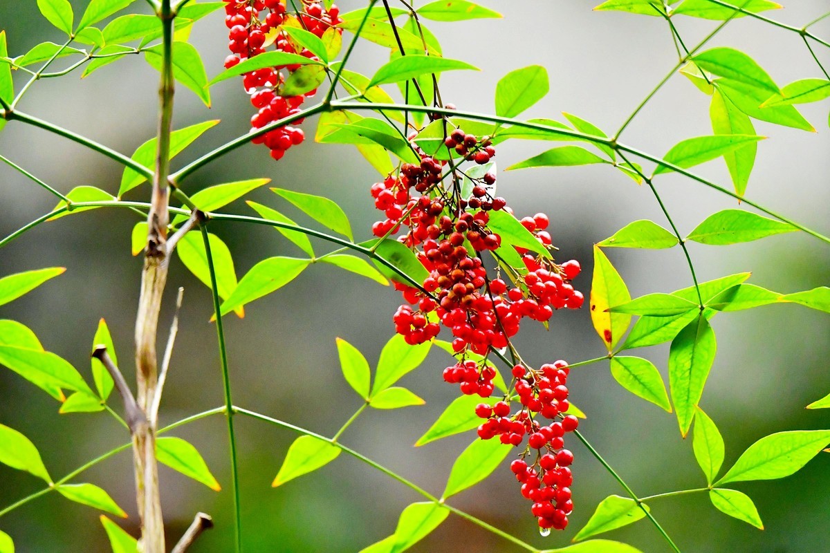 红天南竹果与绿叶