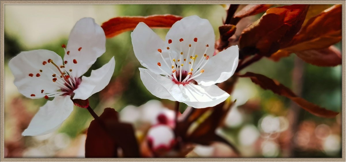 单樱花