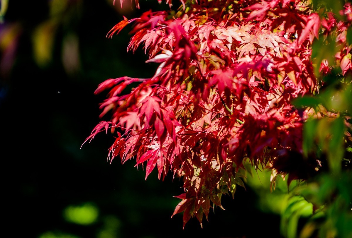 携“秋叶”片片拜会星空(中国)师友，祝健康安好！！！