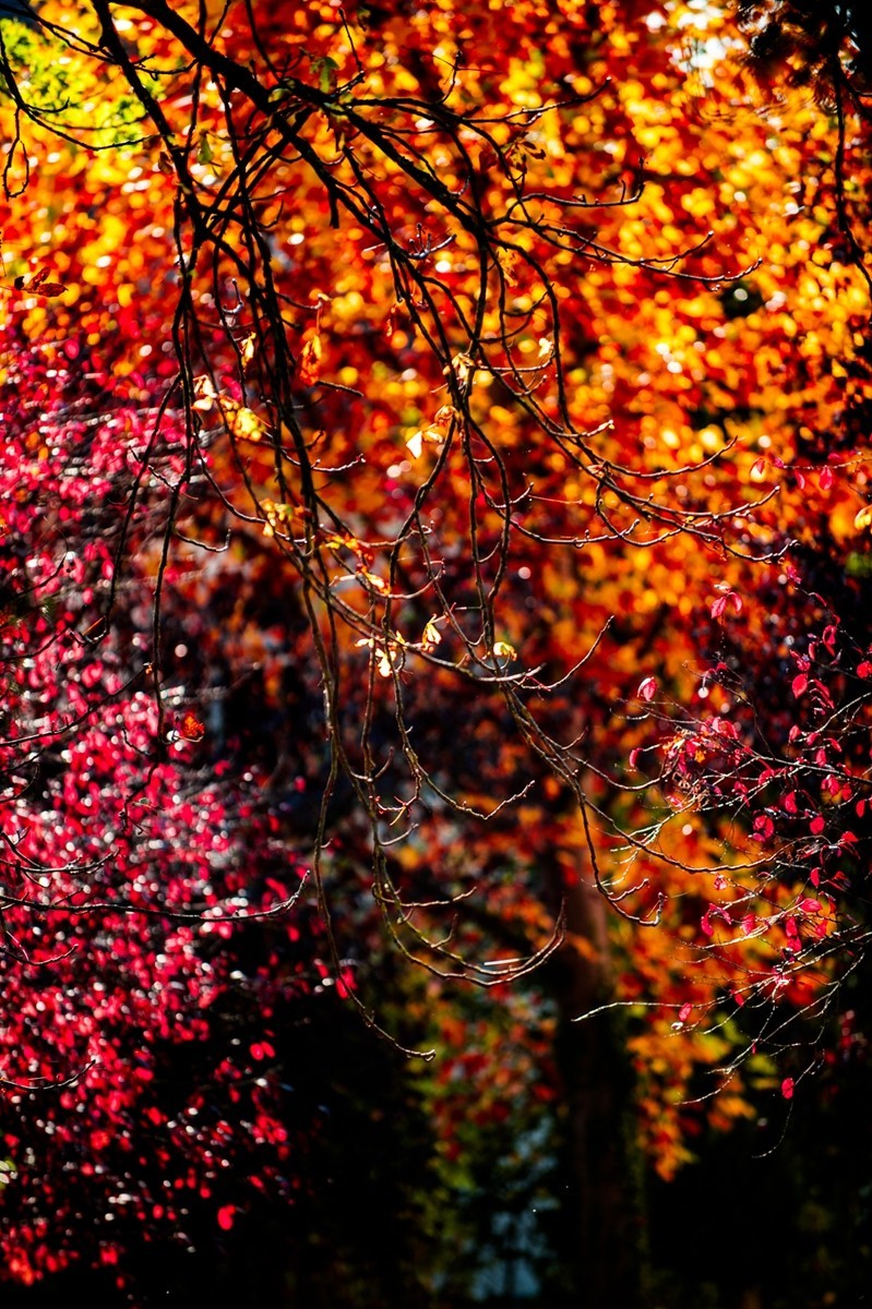 携“秋叶”片片拜会星空(中国)师友，祝健康安好！！！