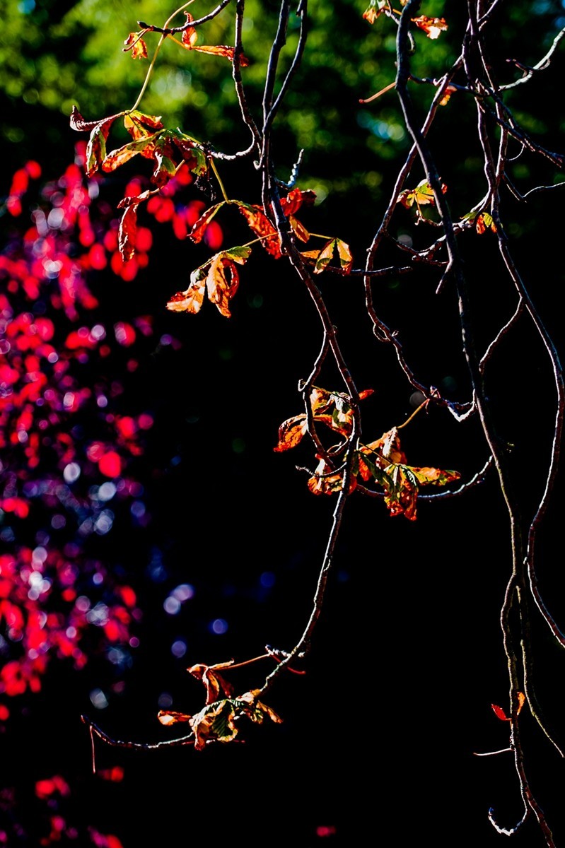 携“秋叶”片片拜会星空(中国)师友，祝健康安好！！！
