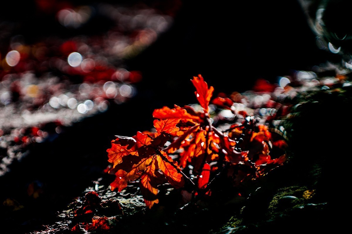 携“秋叶”片片拜会星空(中国)师友，祝健康安好！！！