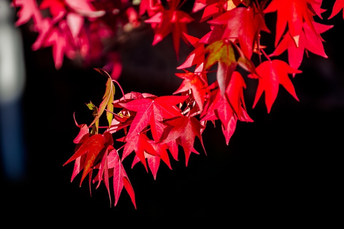 携“秋叶”片片拜会星空(中国)师友，祝健康安好！！！