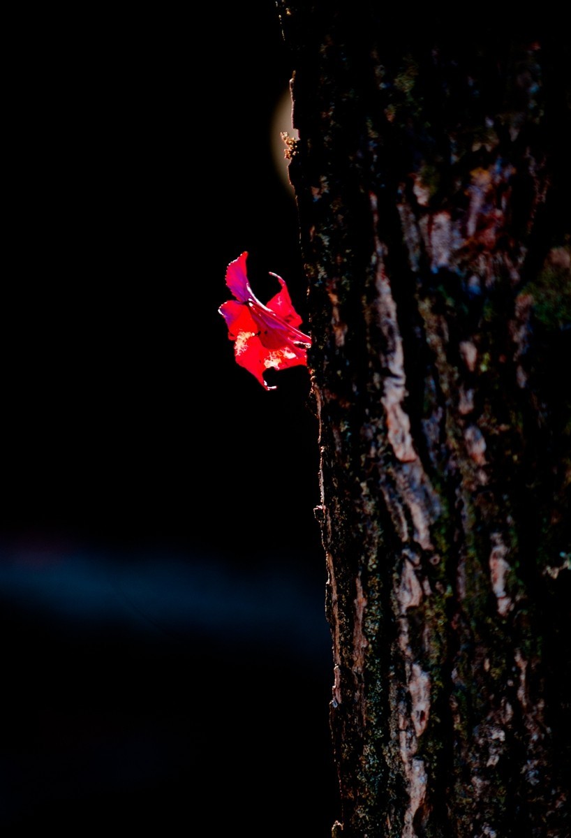 携“秋叶”片片拜会星空(中国)师友，祝健康安好！！！