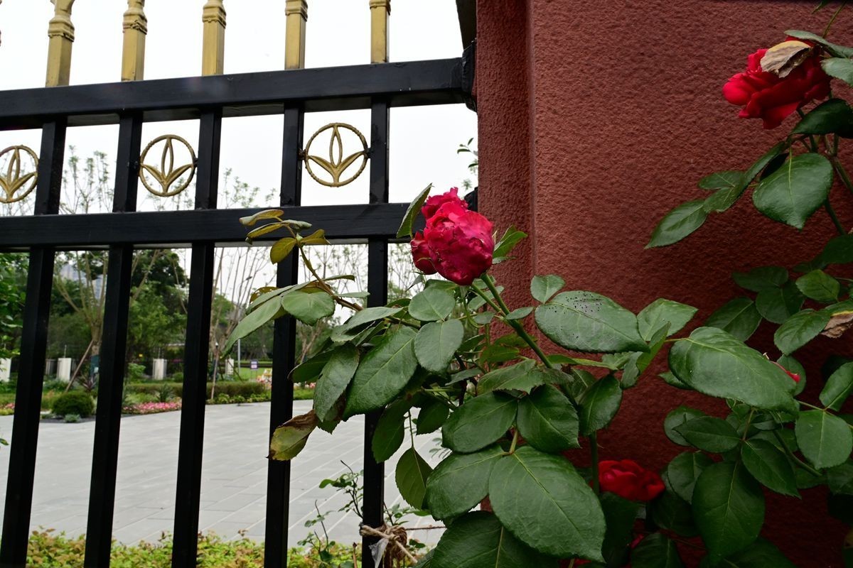 [ 成 都 易 园 ] { 43 }