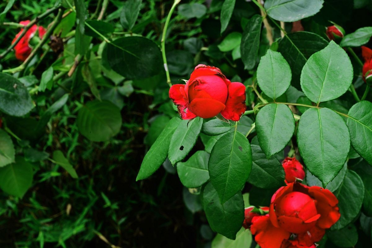 [ 成 都 易 园 ] { 44 }