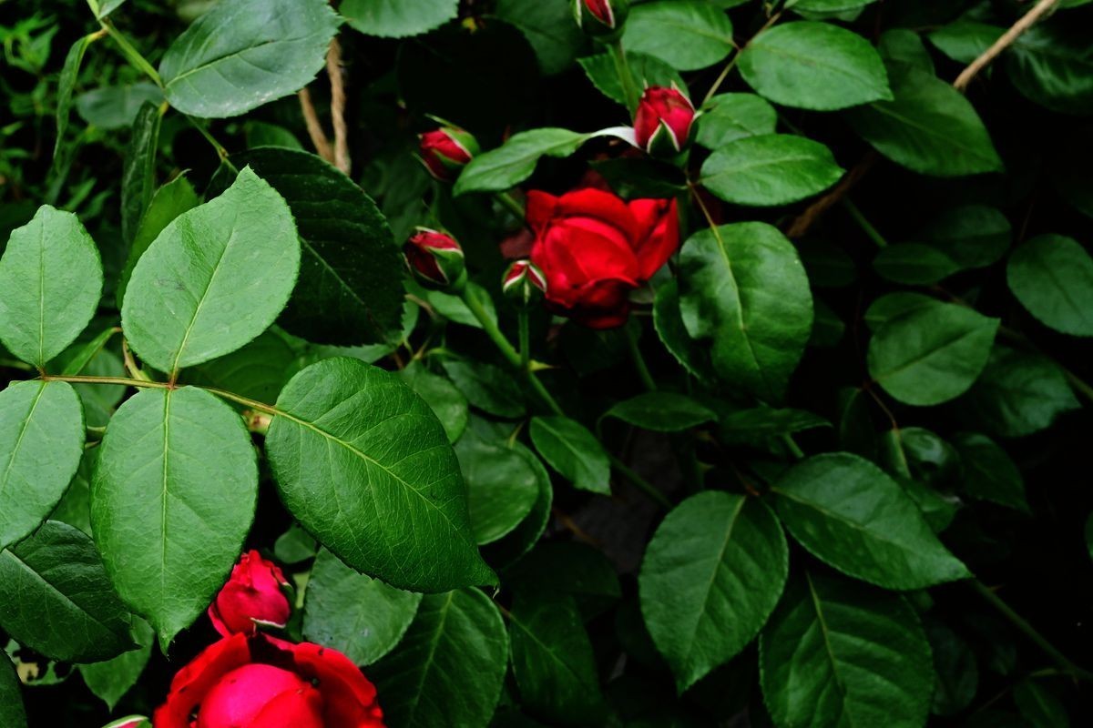 [ 成 都 易 园 ] { 44 }