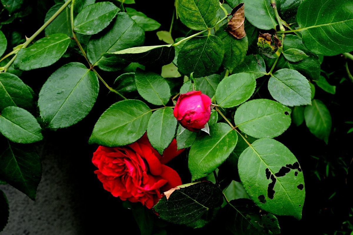 [ 成 都 易 园 ] { 44 }