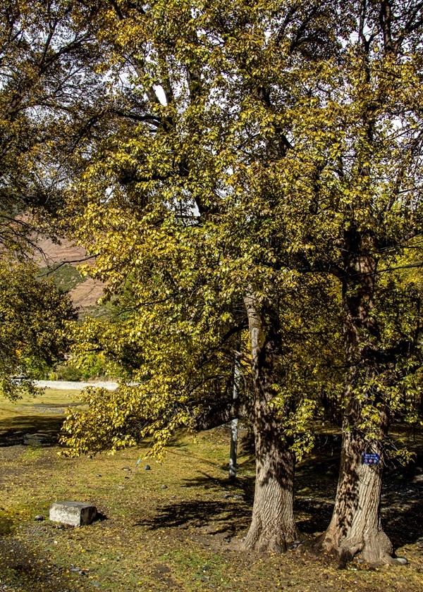 秋行川西高原--提吾村【1】
