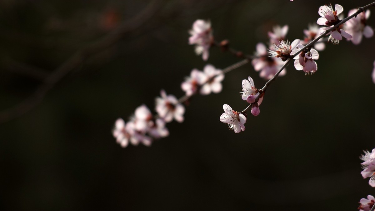 滴翠庭前拍桃花