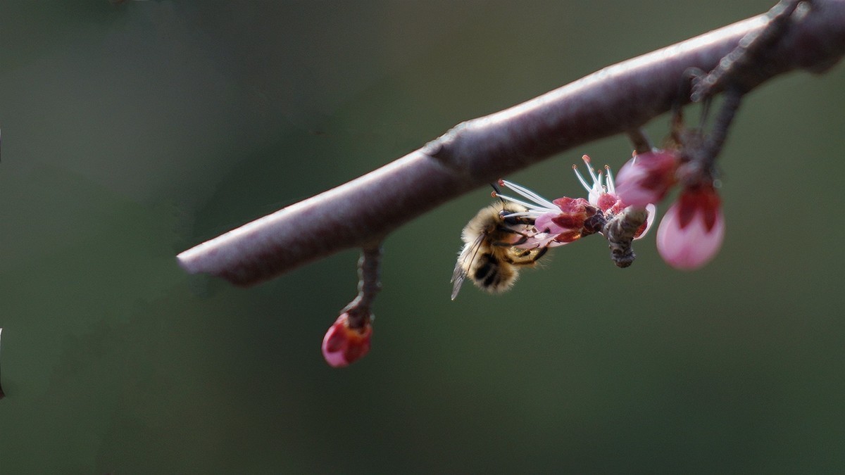 滴翠庭前拍桃花