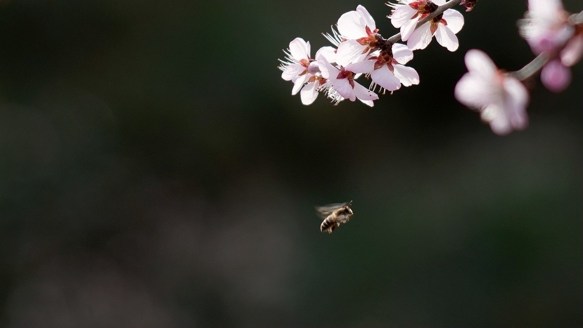 滴翠庭前拍桃花