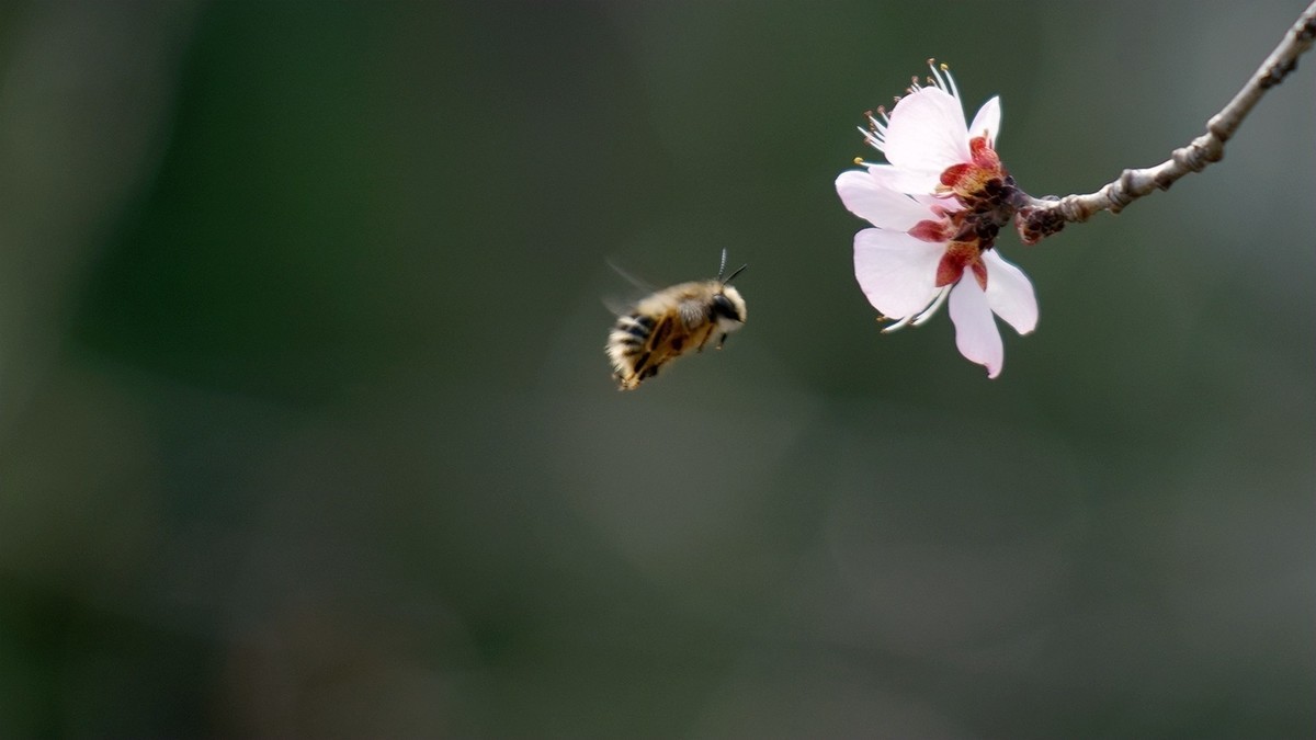 滴翠庭前拍桃花