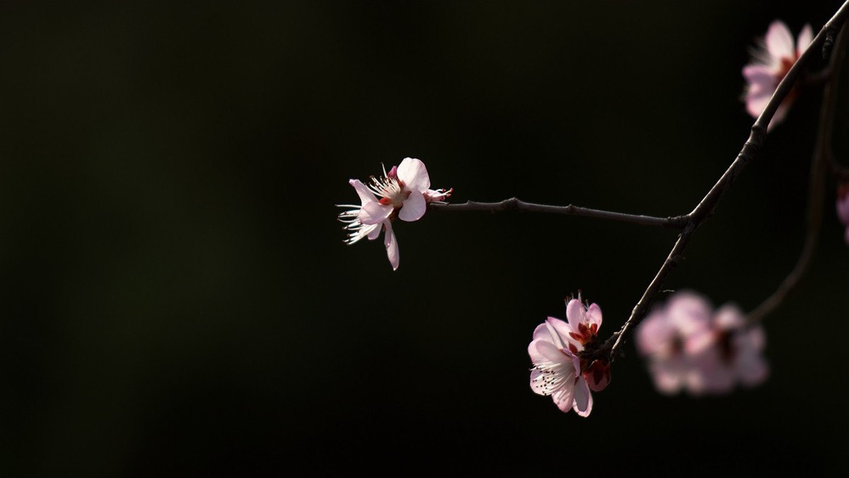 滴翠庭前拍桃花