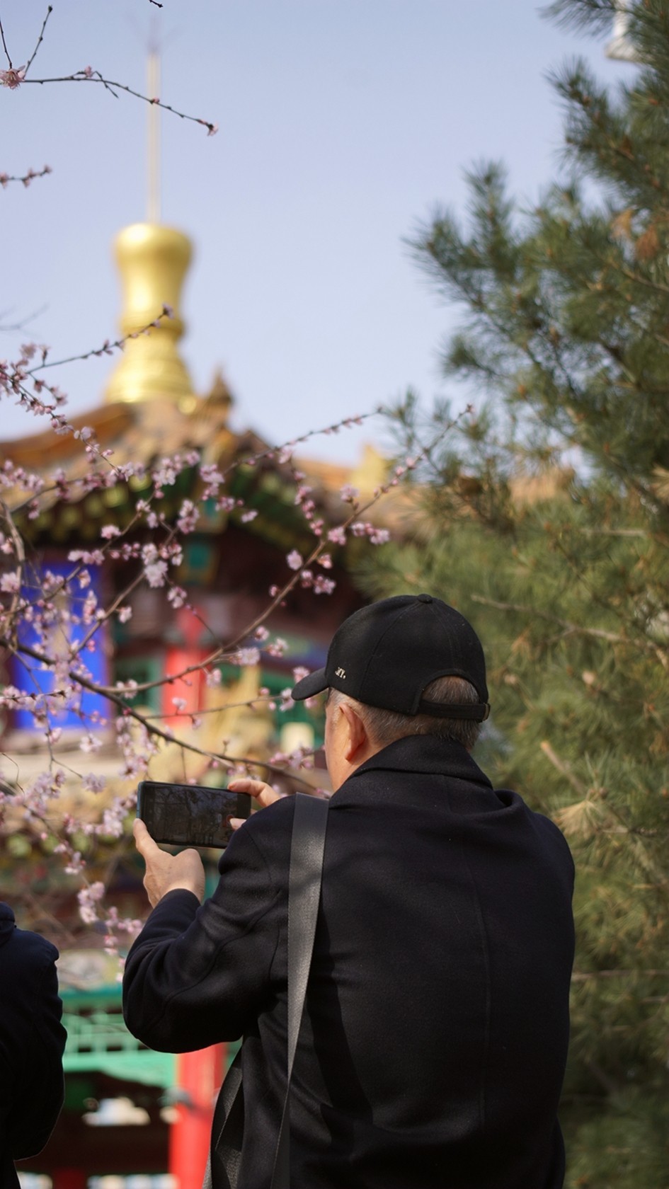 滴翠庭前拍桃花