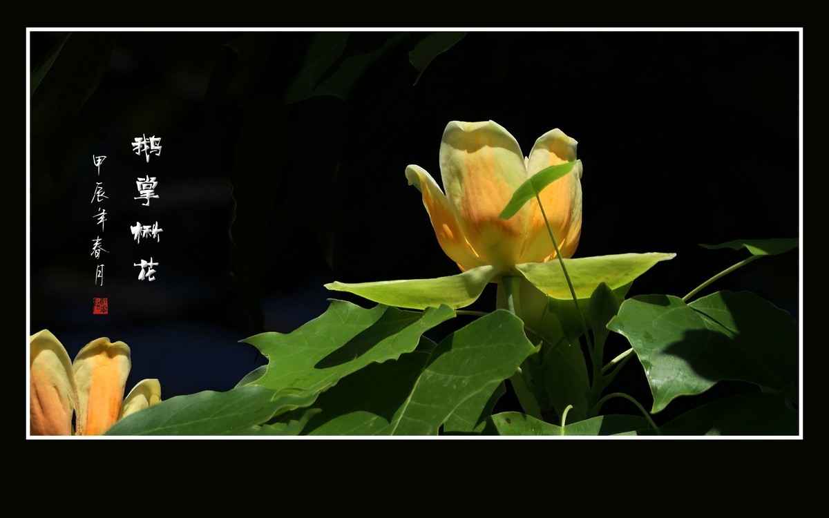 树上盛开郁金香