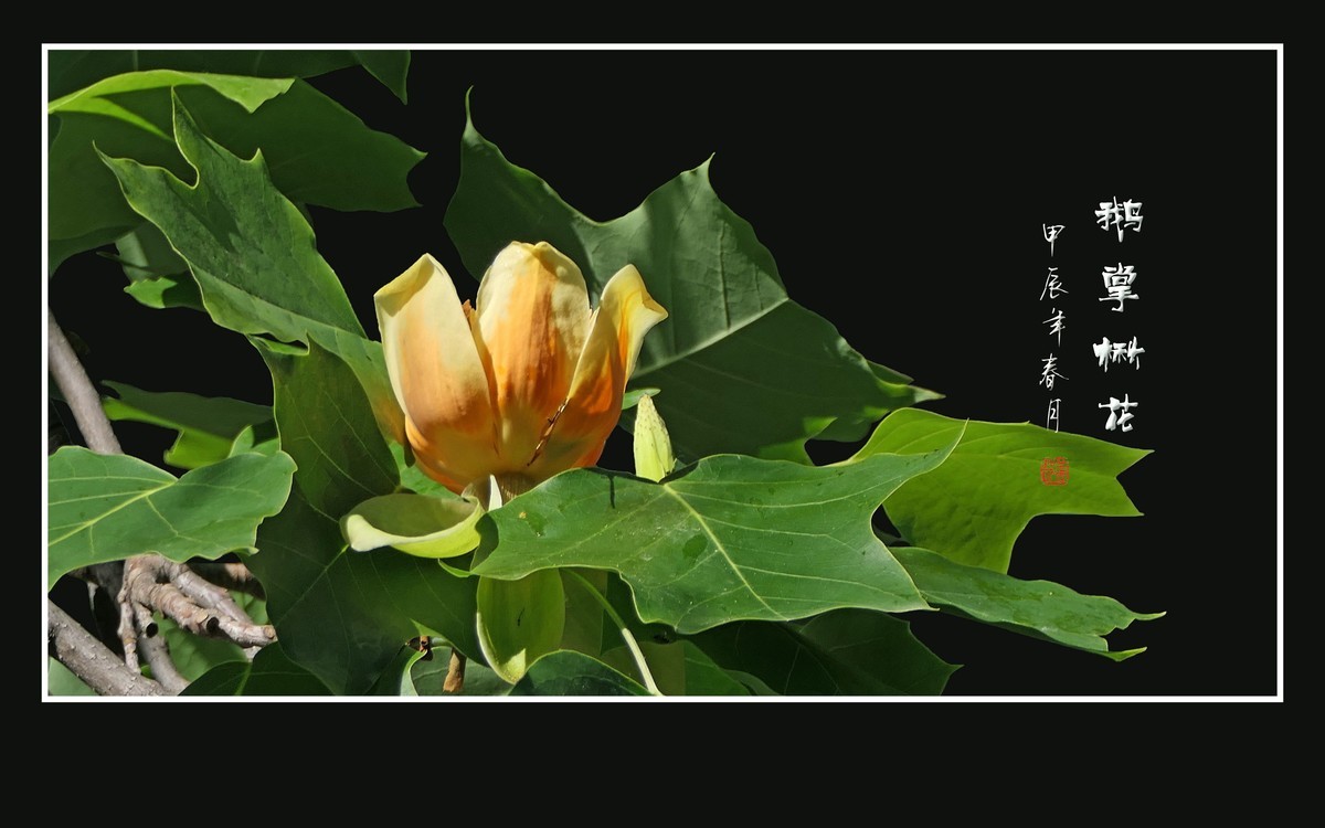 树上盛开郁金香