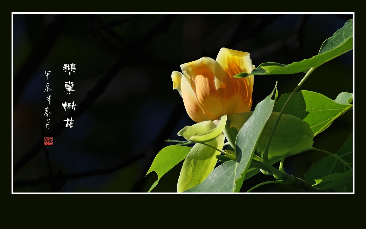 树上盛开郁金香