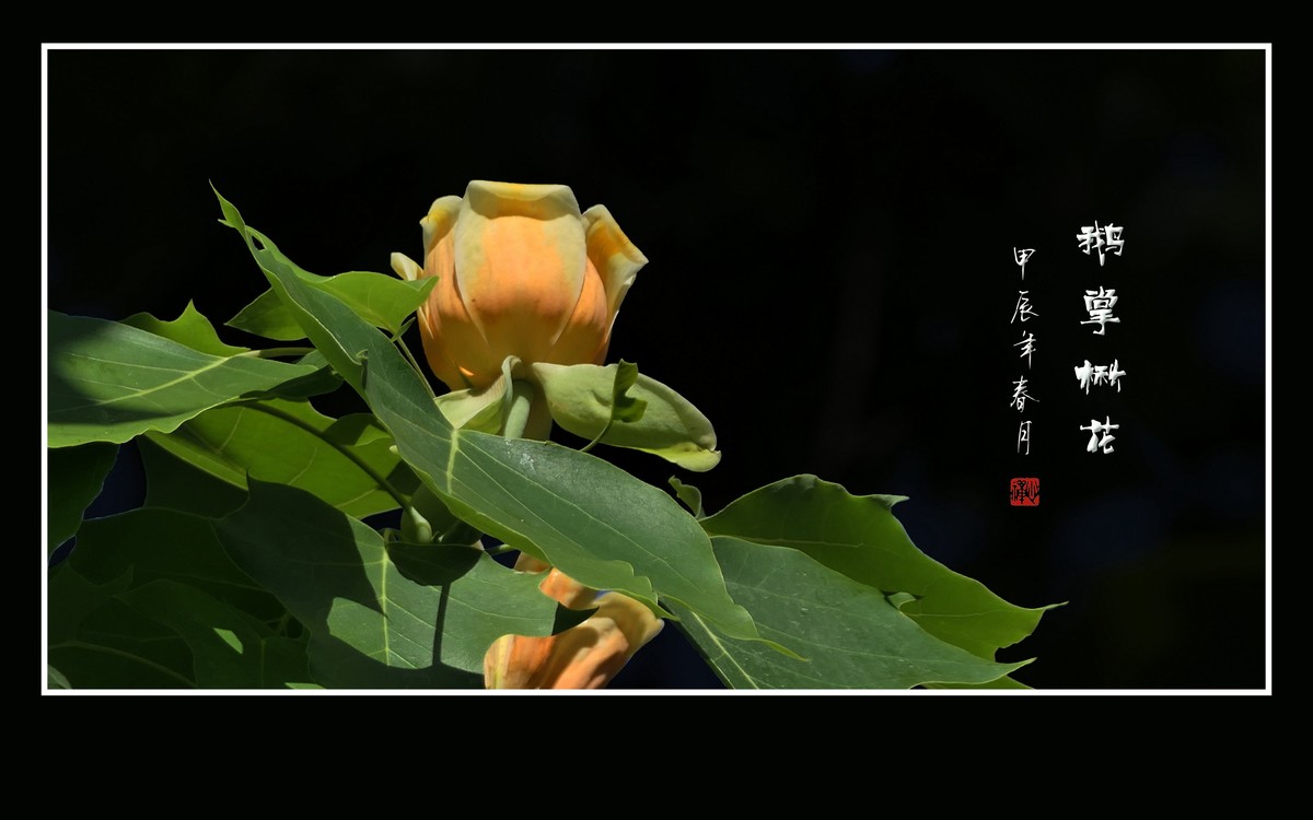 树上盛开郁金香