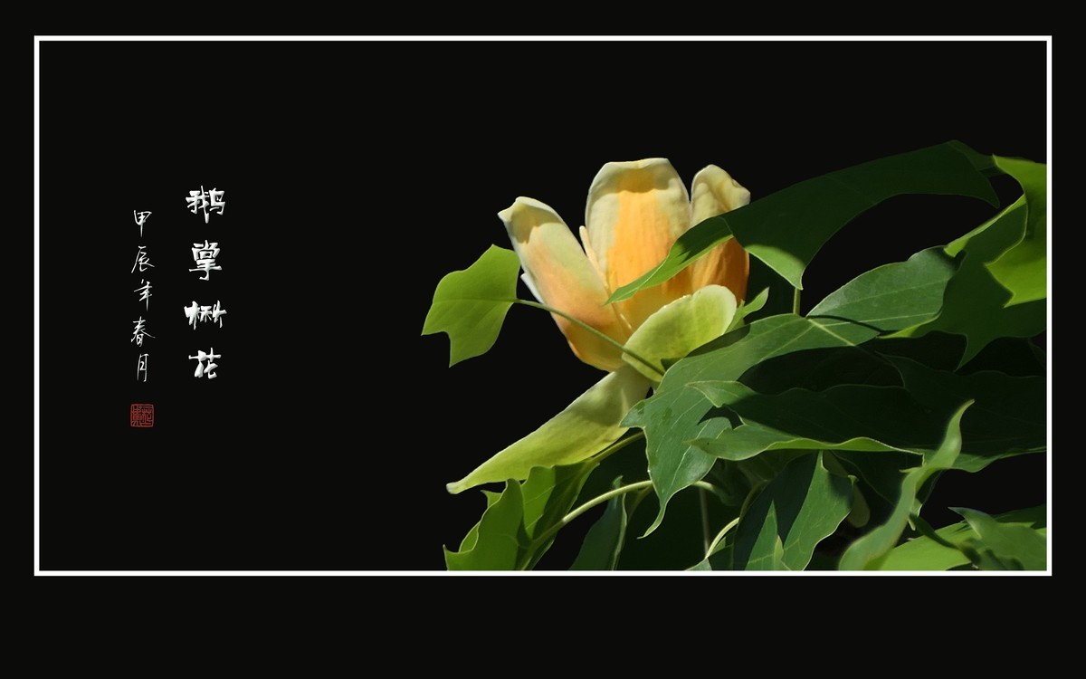 树上盛开郁金香