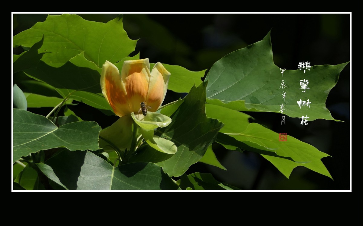 树上盛开郁金香