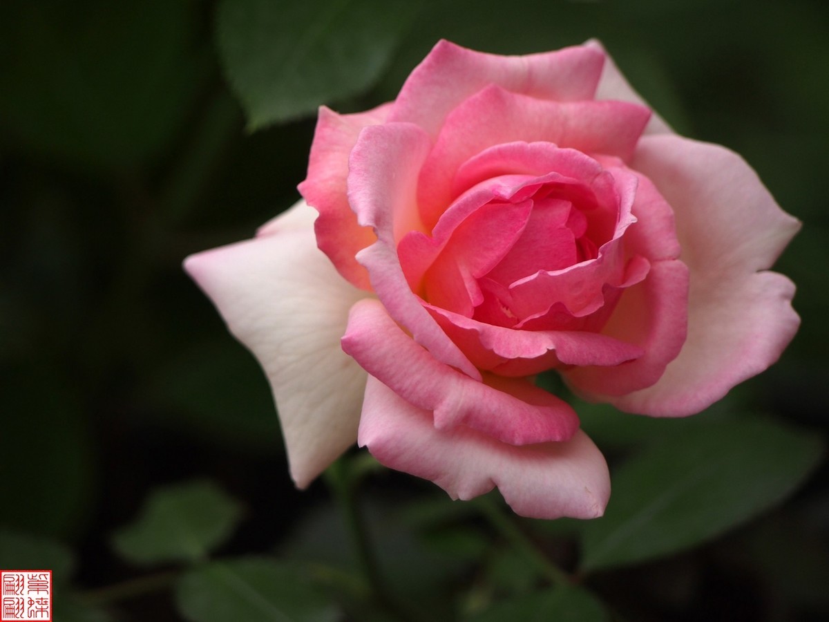 2024开放之欧月（1）