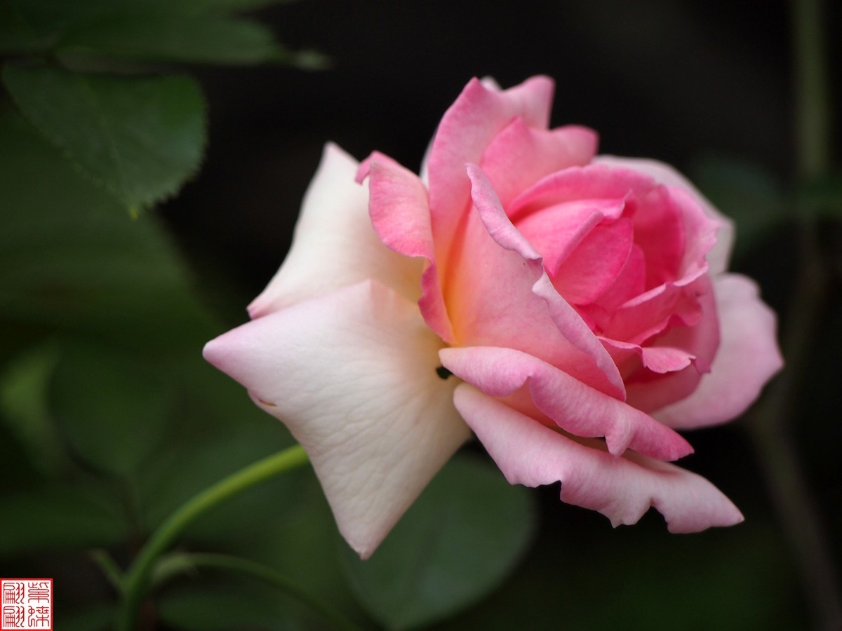 2024开放之欧月（1）