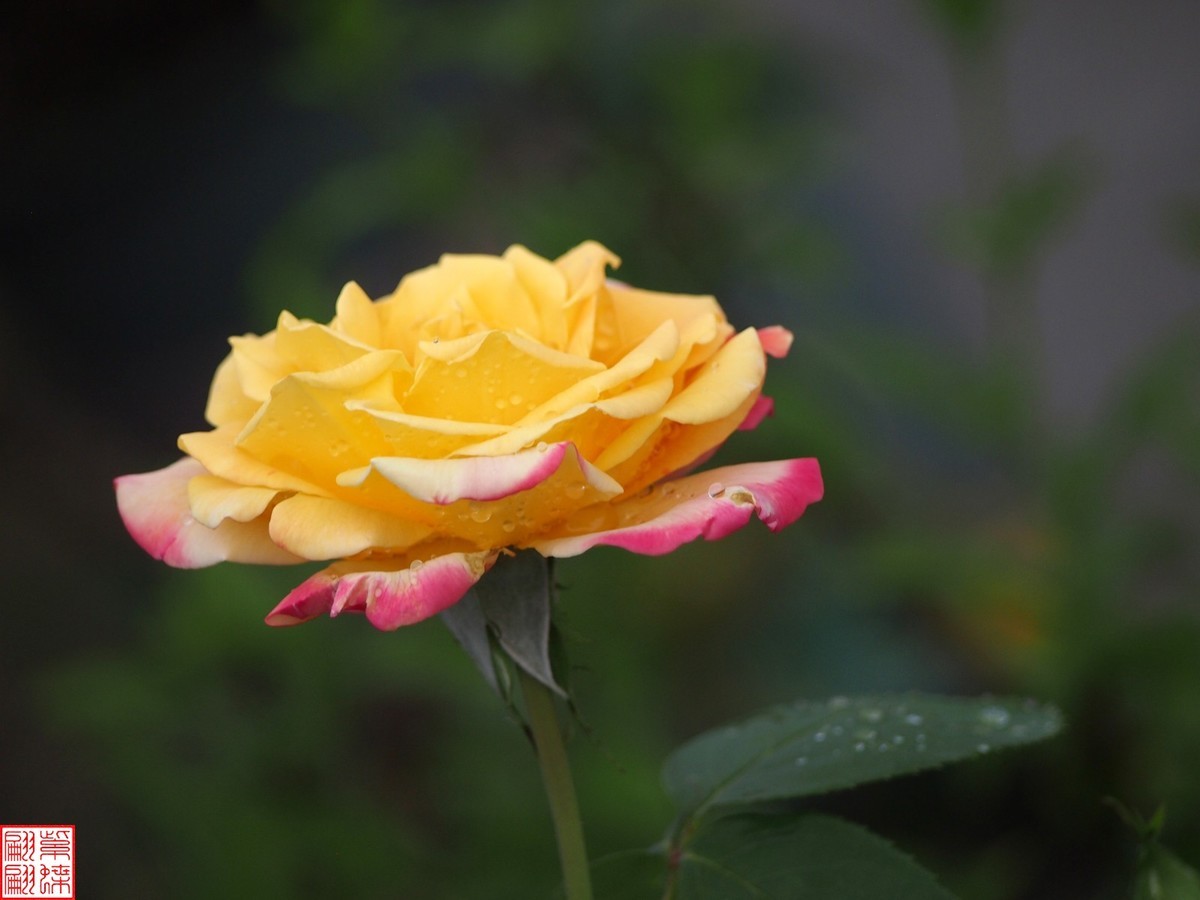 2024变色月季 （上）