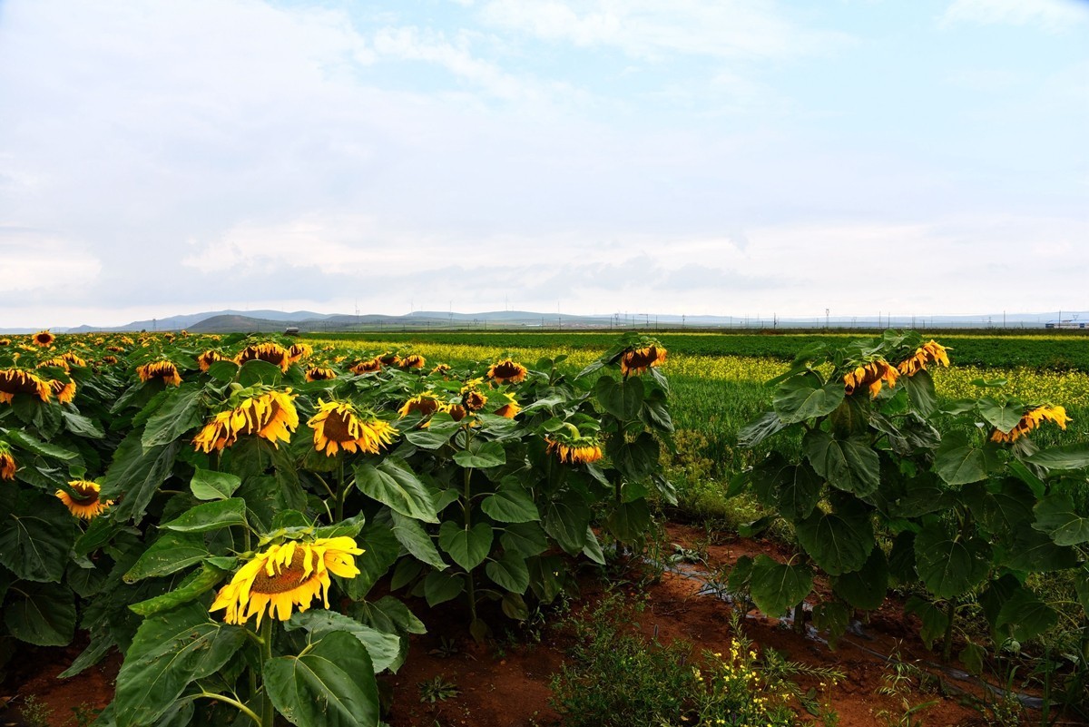 内蒙卓资县红石崖国家生态公园【1】
