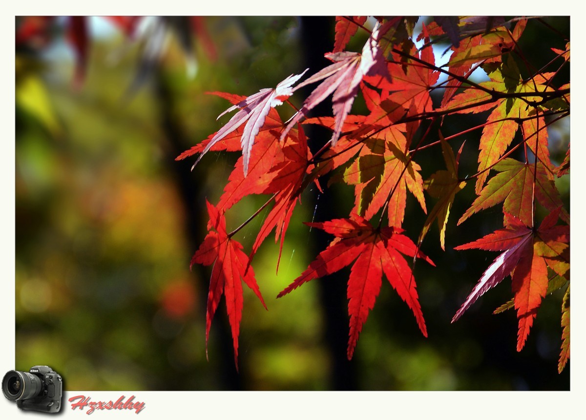 枫叶红（2024273）