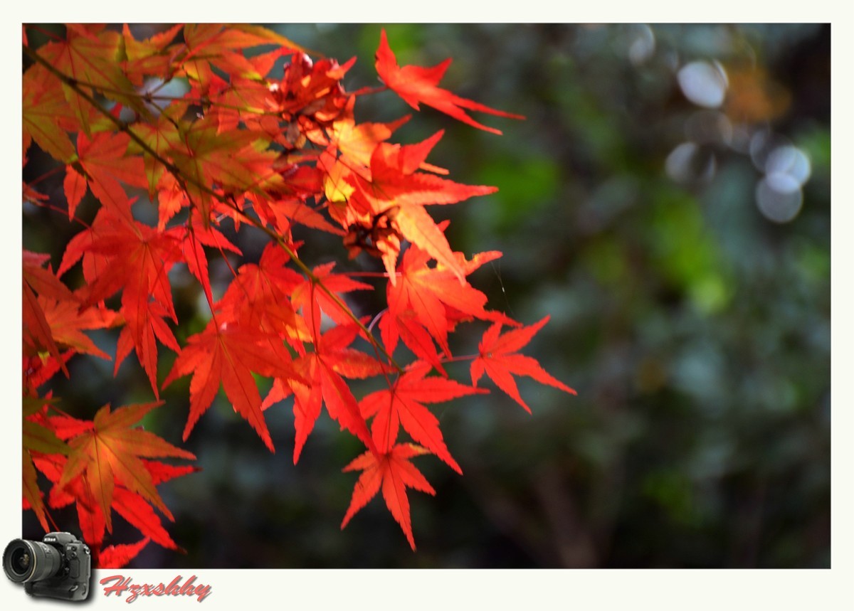 枫叶红（2024273）