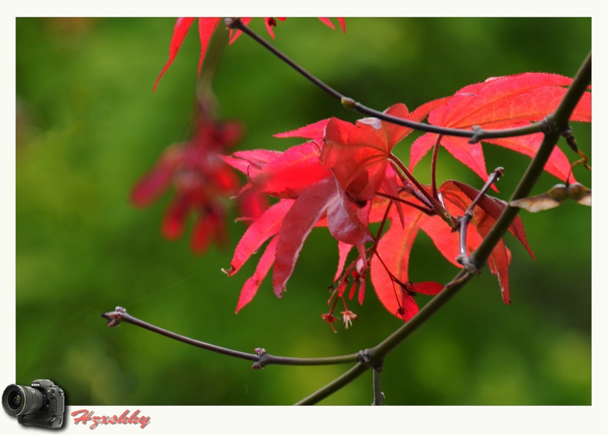 枫叶红（2024273）