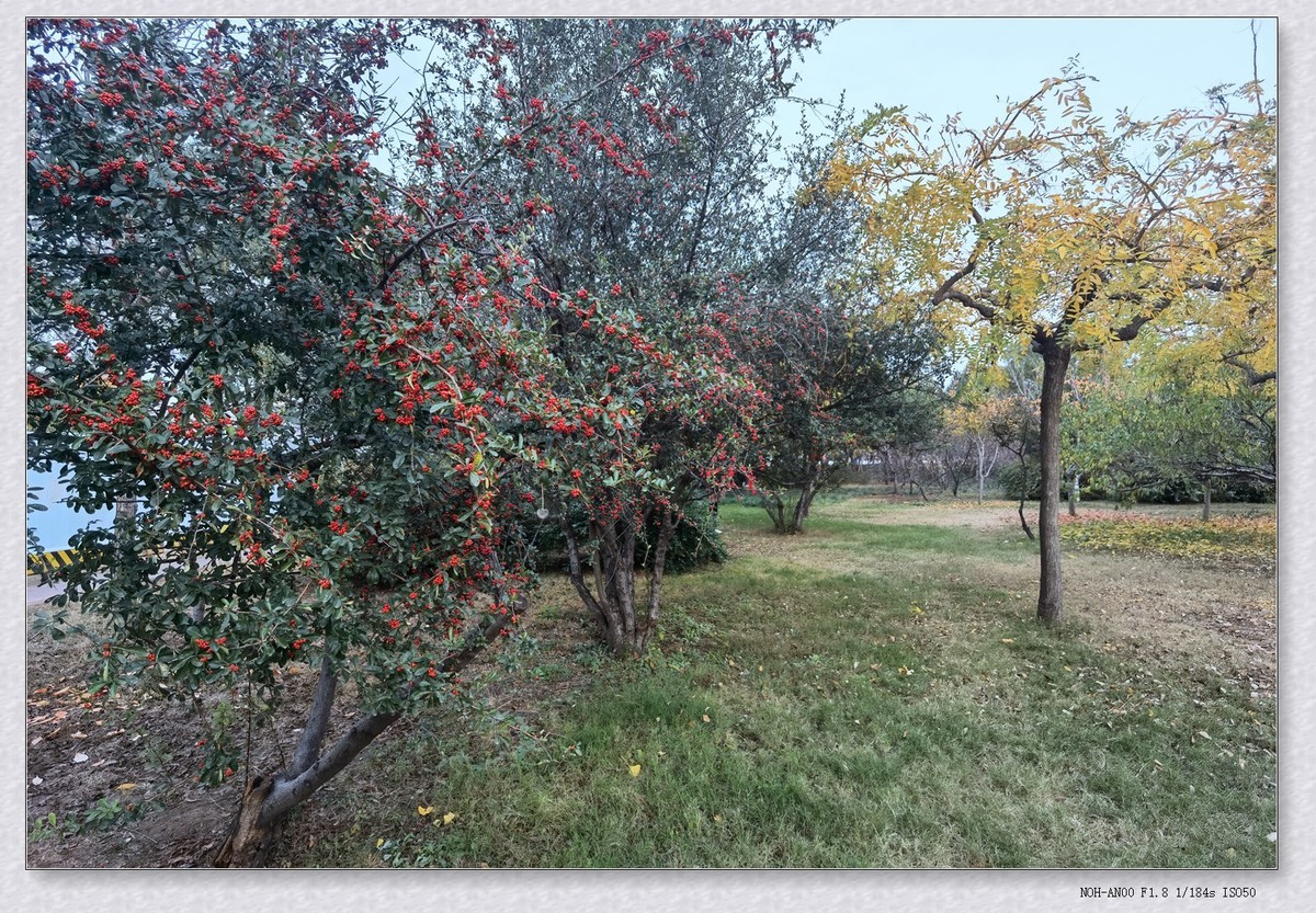 甲辰年冬拍【2024-195】