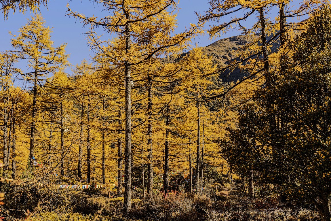 仙乃日--稻城亚丁三神山之首【3】