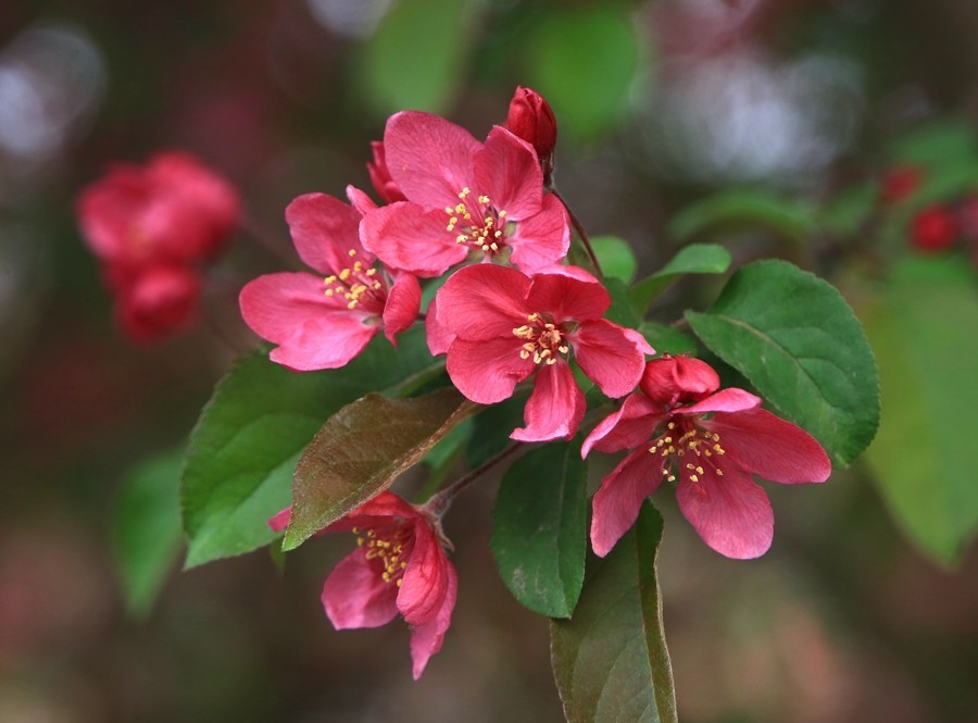 【不老松：纪实摄影】长柄海棠花！(04)