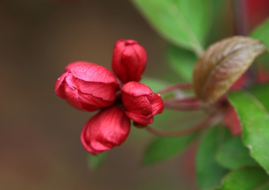 【不老松：纪实摄影】长柄海棠花！(04)