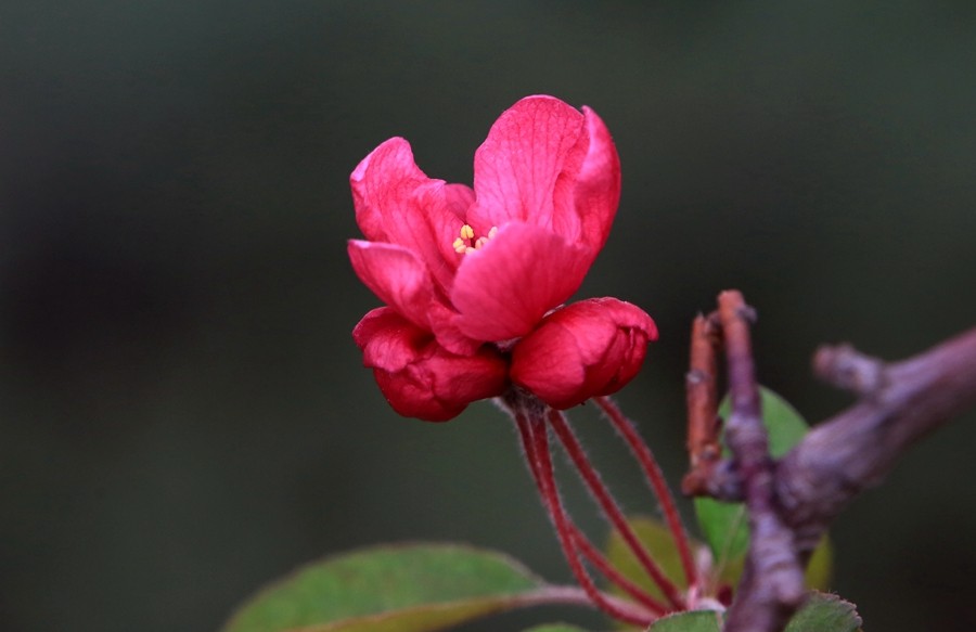 【不老松：纪实摄影】长柄海棠花！(04)