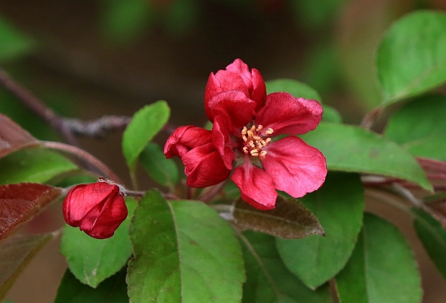 【不老松：纪实摄影】长柄海棠花！(04)