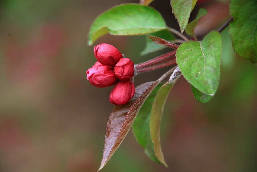 【不老松：纪实摄影】长柄海棠花！(04)