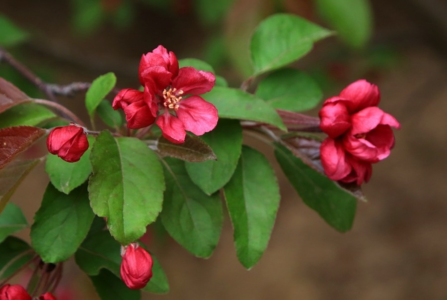 【不老松：纪实摄影】长柄海棠花！(04)