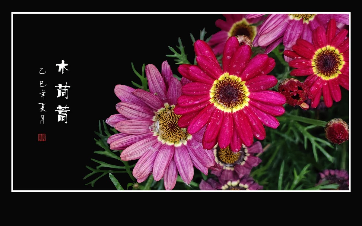 鲜艳漂亮的木茼蒿