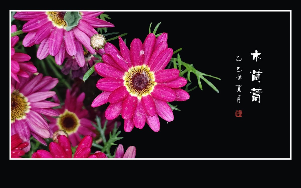 鲜艳漂亮的木茼蒿